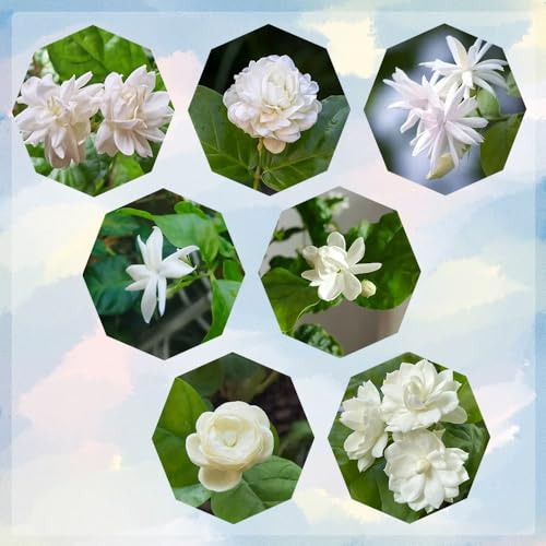 jasminsamen duftend, bodendecker winterhart mehrjährig garten Jasminum 150pcs