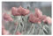 Bilderwelten Blumen Fototapete modern inkl. Kleister 288x190cm - Vliestapete Made in Germany - große Blumen Tapete Schlafzimmer - Mohn Blumentapete 3D - Tapete floral Wohnzimmer Flur T_2988