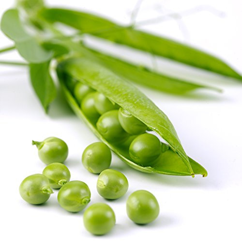 Pea Petit Pois Vegetable Seed Yielding Heavy Crops of Pea Pods for Garden, Allotment & Greenhouse Hurst Green Shaft Variety Appox 250 Seeds 1 x Finished packet by Thompson & Morgan