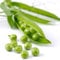 Pea Petit Pois Vegetable Seed Yielding Heavy Crops of Pea Pods for Garden, Allotment & Greenhouse Hurst Green Shaft Variety Appox 250 Seeds 1 x Finished packet by Thompson & Morgan