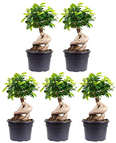 Set di 5 fico cinese – Ficus Ginseng – altezza ca. 40 cm, diametro pentola 17 cm