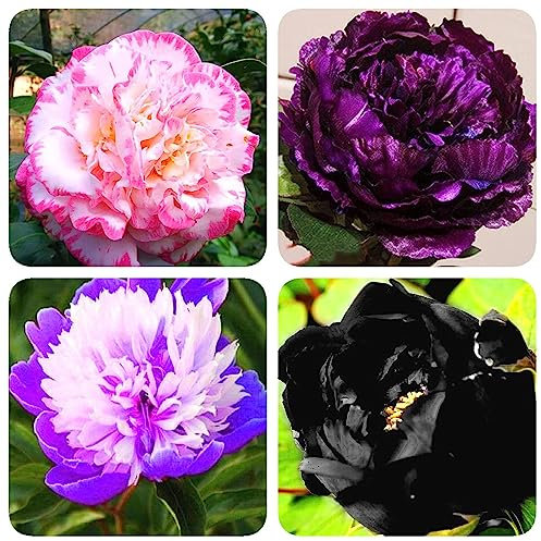 2 pcs pfingstrosen zwiebeln winterhart, pfingstrosen knollen blumen für balkon, pflanzen winterhart draußen pfingstrose (Paeonia suffruticosa) zimmer deko, seltene pflanze bienenweide
