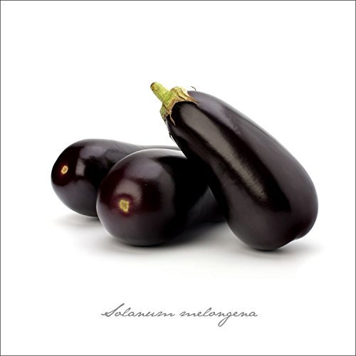 Pro-Art gla399b Wandbild Glas-Art Aubergine, 50 x 50 cm