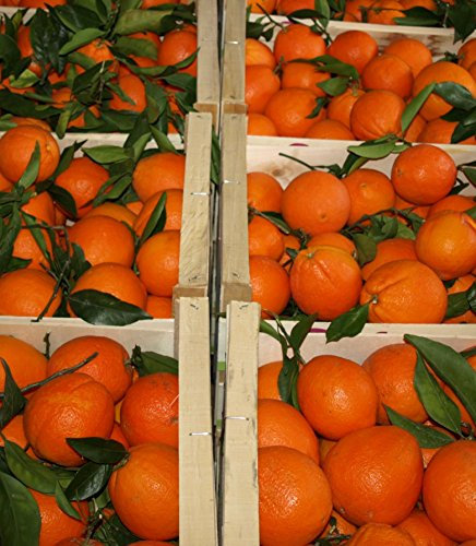 ARISTOS frische bio SAFT Orangen | Apfelsinen | Ungewachst & Unbehandelt | Saftorangen | Schale zum Kochen Backen Marmelade geeignet | Griechische Orangen (2 kg)