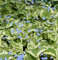 3 x Brunnera macrophylla 'Variegata' (Winterhart/Stauden/Staude/Mehrjährig/Bodendecker) Kaukasus Vergissmeinnicht - Zartes Blau trifft auf kunstvolle Blattzeichnung - Pflegeleicht - von Stauden Gänge