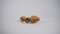 Exprimidor de limones de madera de olivo hecho