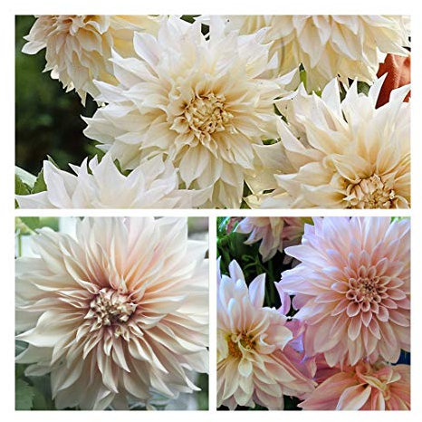 Decorative Dahlia Cafe Au Lait Tubers Summer Cream Flowers Grade I (3) Easy to Grow.