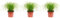 Set di 3 erba di gatto vera – altezza circa 30 cm, diametro pentola 12 cm – Cyperus alternifolius 'Zumula'