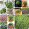 150 pcs thymian pflanze winterhart samen - blumensamen gastgeschenk,Thymus mongolicus, wildkräuter samen balkon blumen flowers pflanzen für balkonkästen winterhart wildblumensamen