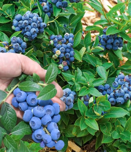 BALDUR Garten 6x Trauben-Heidelbeere 'Reka® Blue', Pflanzen im 2-Liter Topf | wächst & fruchtet auf allen Gartenböden, bis zu 8 kg Heidelbeer-Ernte pro Strauch, Früchte mit intensivem Aroma