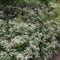 Blumixx Stauden Aster divaricatus – Weiße Wald-Aster, Herbstaster, weiß blühend, bienenfreundlich, winterhart, im 0,5L Topf – pflegeleichte Staude für Schatten & Halbschatten