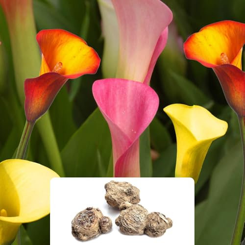 3 Calla Lily Mix – Easy-to-Grow Perennials for Gorgeous Beds, Borders & Containers – Thrives in UK Climate – Perfect for a Stunning Garden Display