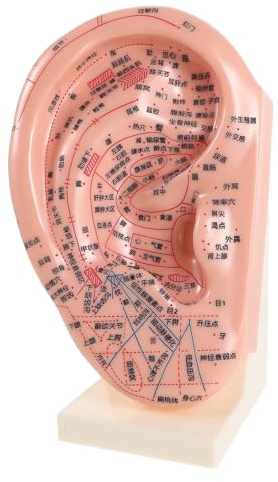 GOOHOCHY Modèle D’oreille Acupuncture 23 Cm Support, Accessoire Pédagogique pour Réflexologie Auriculaire, Outil D’apprentissage en Laboratoire pour Médecine Chinoise et Massage