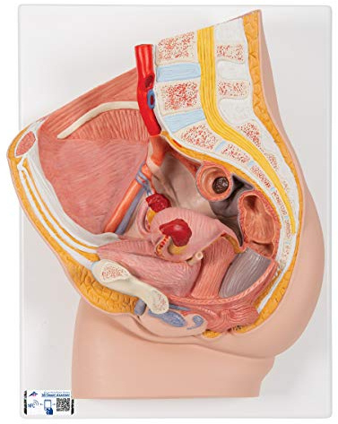 3B Scientific H10 Beckenmodell, weiblich, Median, 2-teilig, inkl. anatomischer Software - 3B Smart Anatomy (evtl. nicht in deutscher Sprache)