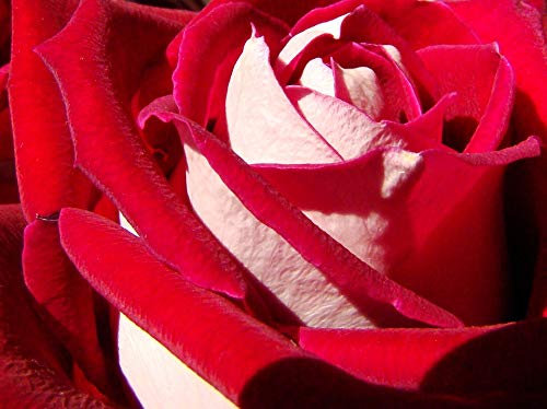 'My Mum' Floribunda Rose Bush in 5.5lt Pot (Live Plants)