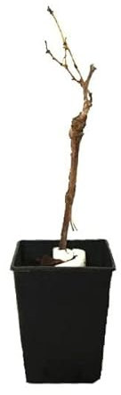 Planta de Uva Blanca Natural Enraizada en Maceta