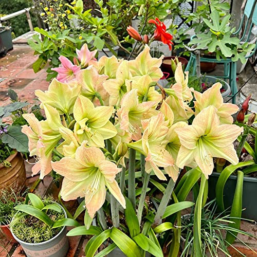 4 pcs amaryllis zwiebel, balkonpflanzen, blumenzwiebeln frühblüher amaryllis zwiebeln, Hippeastrum rutilum, extrem winterharte kübelpflanzen winterlinge frühblüher zwiebeln frühlingsblumen