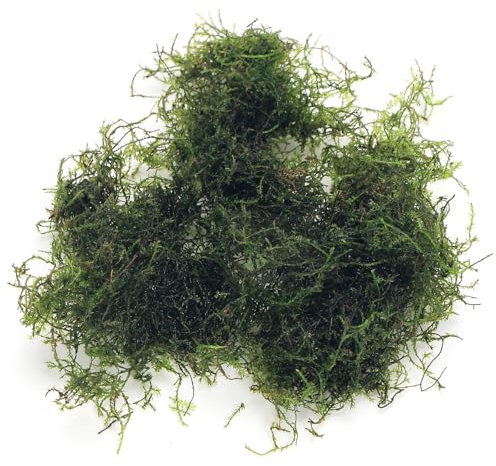 K2AQUA - 10 Grams Java Moss (Taxiphyllum Barbieri) Live Aquarium Plant for Freshwater Fish Tank Easy to Grow Low Maintenance Shrimp Safe Planted Tanks Natural Decoration and Water Purifier