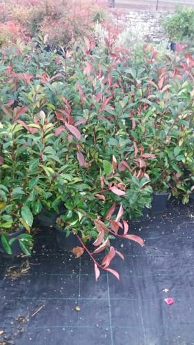 N. 10 PIANTE DI PHOTINIA RED ROBIN vaso18 cm altezza 50/60 cm rossa (foto reale)
