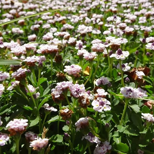 Phyla nodiflora silvestre giardino semi selvaggio giardino perenne resistente interno 1000pcs
