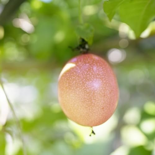 50 pcs maracuja passionsfrucht samen obstsamen zimmerpflanzen wenig lichtbedarf Passionsblume saatgut, obst samen seed büropflanzen pflanzensamen zimmerpflanzen dekoration wohnzimmer