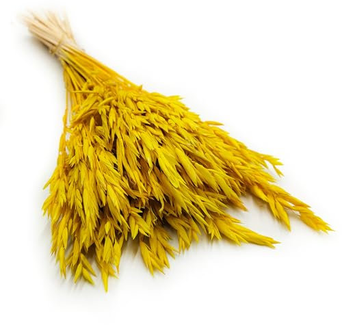 Enchanted Dekogras Hafer Getrocknetes Gras Ziergras Natürlich Deko Gelb