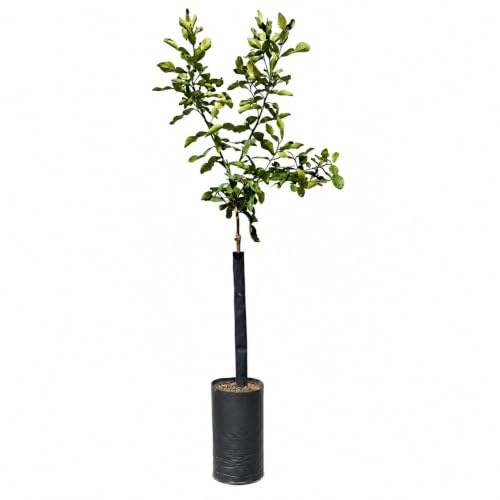 Pianta di limetta kaffir - Combava - Citrus hystrix - H100cm inclusa Fitocella