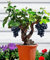 Shopmeeko SEEDS: Weinrebe - Vitis Vinifera - Zimmerpflanze -50 - Obst Bonsai