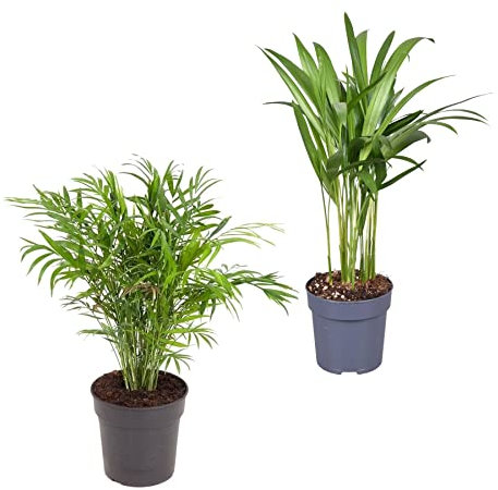 Palmera Camadorea y Palmera Areca Pack de 2 Palmeras de Exterior y Interior