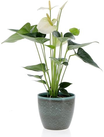 KENTIS - Anthurium Bianco Pianta Vera - Anturio - Piante Fiorite da Interni Purifica Aria - Appartamento - H 35/45 cm Vaso Ø 12 cm