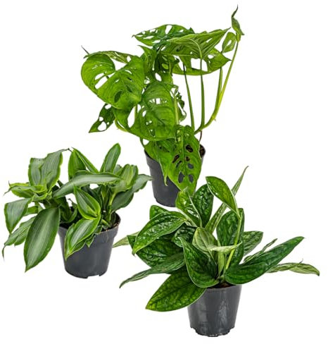 Mélange de 3 Plantes Botaniques - Monstera, Murdannia & Epipremnum - ⌀12 cm - 20-30 cm