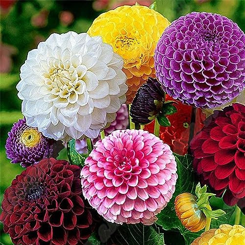 PERZOE 50 piezas de plantas de flores de Tagetes de caléndula de colores mezclados, decoración de jardín de bonsái de semillas de hierba Semillas de Tagetes