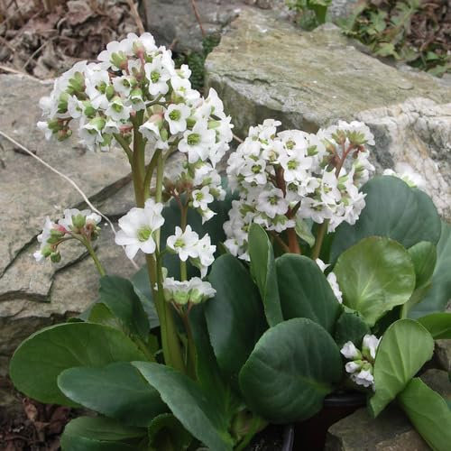 30pcs White Bergenia Cordifolia Flower Seeds