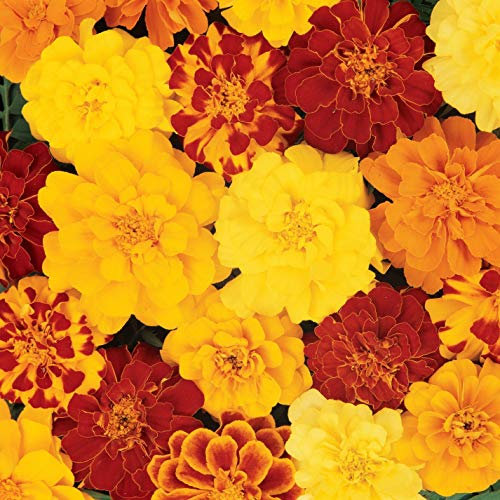100 Marigold Tagetes Patula French Double Brocade Mix Seeds - 100 Seeds