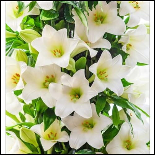 Lilien zwiebeln,winterharte pflanzen,Die Blumen sind riesig,lilienknollen,Umwelt verschönern,Starke Anpassungsfähigkeit,Geeignet für die Dekoration im Topf,lilie forever susan.-6zwiebeln-C
