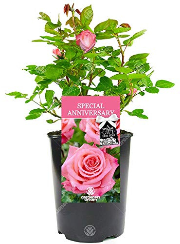 Special Anniversary Rose - Wedding Anniversary Occasion - Help Celebrate a Special Couple's Precious Moment with a Unique Living Plant Gift