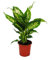 Exotenherz - Dieffenbachie Compacta - 1 plante - Plante d'intérieur facile d'entretien - Purificateur d'air - Pot de 12 cm