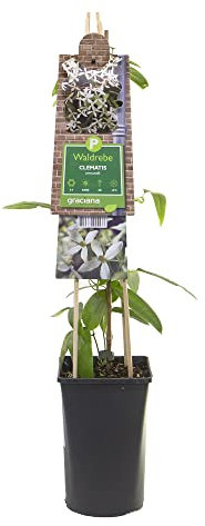 mgc24 Kletterpflanze Clematis armandii immergrüne Waldrebe im 2l-Container 1 Pflanze