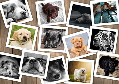 Grafika Puzzle 1500 Teile - Hunde