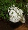 Hochstamm Weißer Persische Flieder 60-80cm - Syringa persica alba