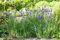 Iris setosa ca. 11x11 cm Topf - Wildiris, violette Blüten, Blütezeit Mai-Juli, ideal für feuchte Standorte, robust und pflegeleicht