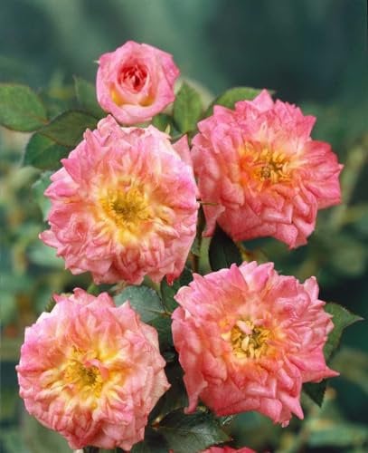 Rosa 'Mandarin' – Winterhart, Mehrjährig, Pflegeleicht – Mandarinrose – Beetpflanze für Garten & Kübel
