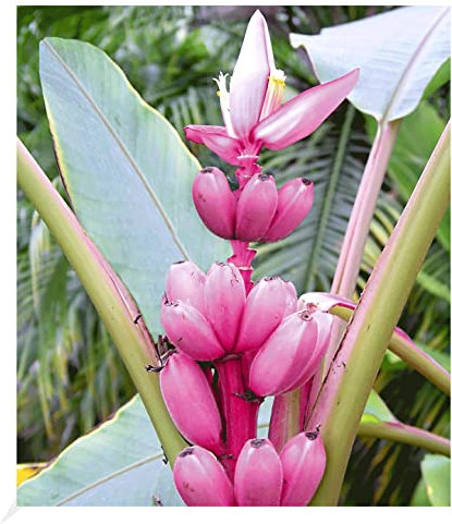 BALDUR Garten Rosa Zwerg-Banane, 1 Pflanze, Musa velutina Keniabanane, exotische Bananen-Rarität, mehrjährig - frostfrei halten, Bananen-Früchte essbar