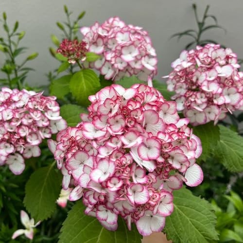 100 pcs hortensien samen Saatgut (hortensien) wildblumensamen blumensamen frühlingsblumen hortensien winterhart deko garten geschenk bodendecker winterhart mehrjährig stauden winterhart