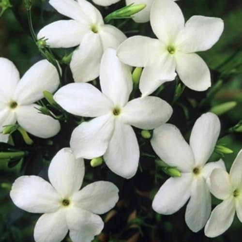 kiskick 200 Unids Semillas de Flor de Jazmín Jasminum Sambac Planta Perenne Jardín Balcón Decoración Planta Marcadores Jardineros Conceptos Básicos Semillas de jazmín