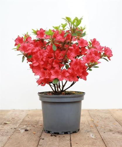 Japanische Azalee Rhododendron obtusum Maruschka 20-25 cm winterhart | Halbschattig, pflegeleicht, kompakter Wuchs, rosa Blüten, ideal für Kübel und Beet, schnittverträglich, robust im Garten
