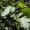 Feigenbaum Brown Turkey 30-40cm - Ficus carica
