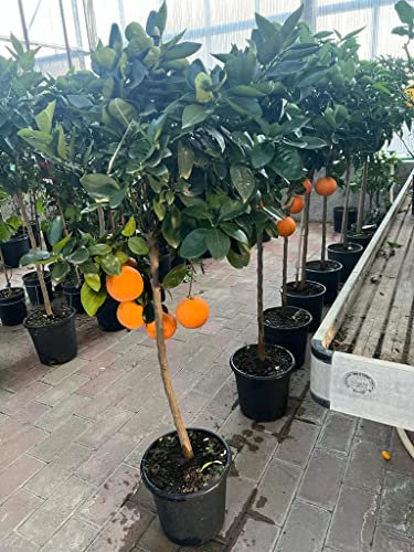 EURO PLANTS VIVAI Agrumi Arancio Vaniglia Pianta da frutto su Vaso 26 cm. *Altezza 150-160 cm.