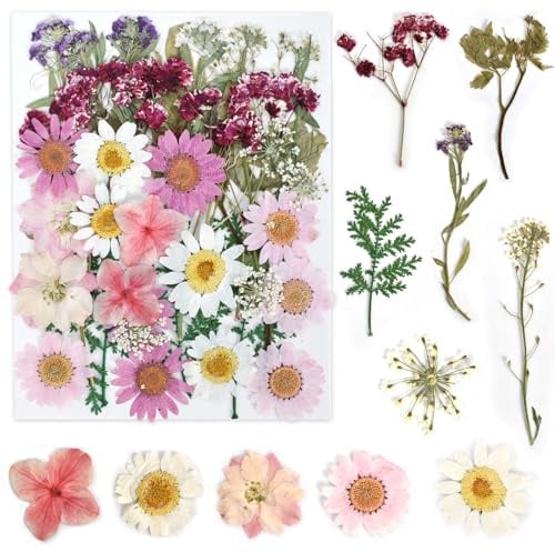 KYSUN Fiori Essiccati Fiore Secco Compresso, Fiori Secchi per Decorazioni, Naturali Pressati Fiori Pressati Secchi, Fiori Secchi Decorativi Piccoli, Fiore Secco Veri Pressati per Fai Da Te (Rosa)