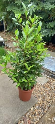 Alloro di Grottammare Laurus nobilis pianta aromatica sempreverde da siepe in vaso ø14 cm h. 20/40 cm - Vivaio di Castelletto